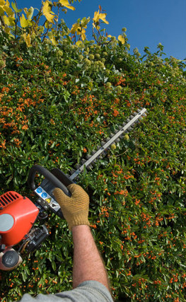 hedge_trimming